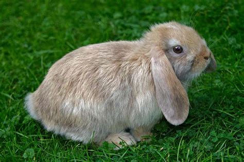 Floppy eared bunnies look cute but they suffer more health problems ...