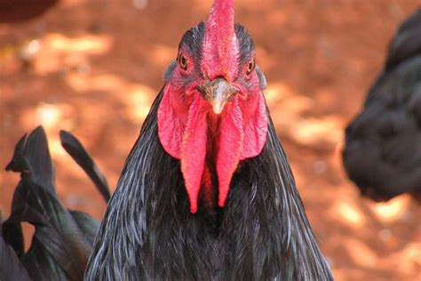 Black Rooster Spiritual Meaning and Symbolism (8 Omens)