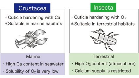 Surprisingly Few Insects Live in The Ocean, And We May Finally Know Why ...