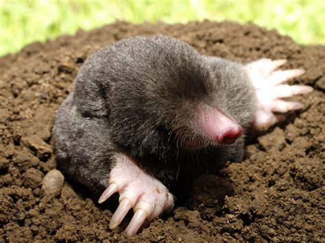 Mole (Animal) - Facts, Pictures, Diet, Character, Behavior, Information | Animals Adda