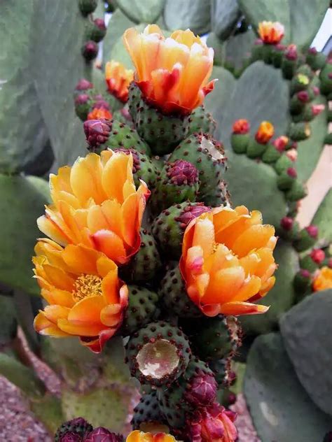 Blooming Cactus Flowers - XciteFun.net