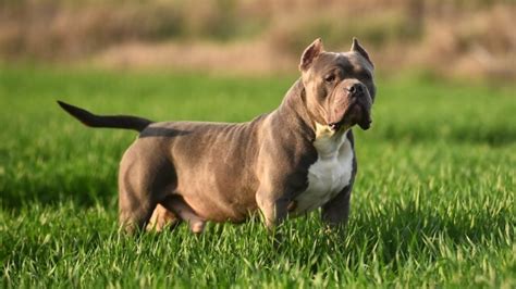 The American XL Bully Dog | Doglistener