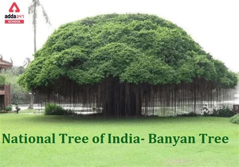 National Tree of India Name is Banyan Tree in English & Hindi