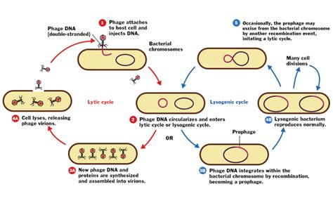 Lytic Cycle Diagram 5 Steps