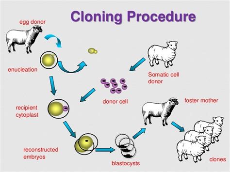 Animal Cloning Procedure, Problems and Perspectives