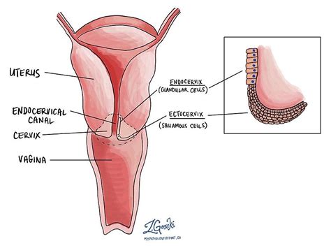 The Cervix: Reproductive & Sexual Health Education Series | by Center ...