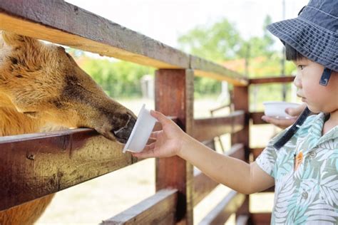 Find Family Fun at These 10 Fall Festivals | stlparent.com