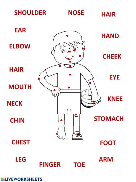 human body parts printable worksheets learning how to read - the human body interactive ...