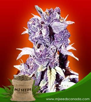 Blueberry Strain Regular Marijuana Seeds- MjSeedsCanada