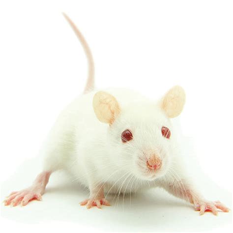 Frozen Weaner Mice | Best Online Frozen Reptile Food Supplier |Frozen Feeders | PetWave ...