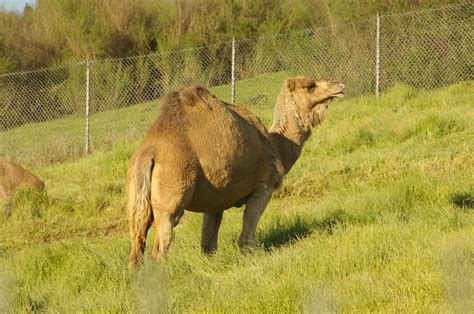 Dromedary (Arabian) Camel | Dromedary (Arabian) Camel | Flickr