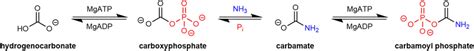 Carbamoyl phosphate enzymatic formation steps. | Download Scientific Diagram