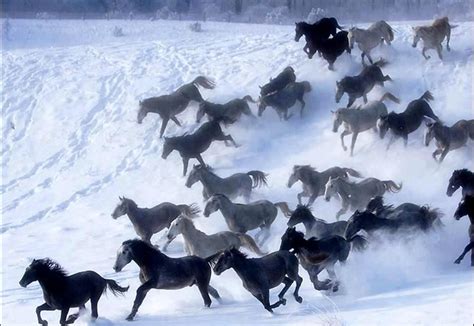 Horses running in the snow | Just Horsing Around | Pinterest