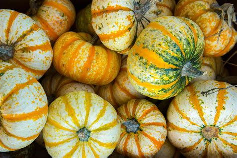 Cucurbitales - Gourd Family, Squash, Melons | Britannica
