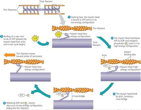 actin and myosin filaments | Myosin-actin interactions underlying ...