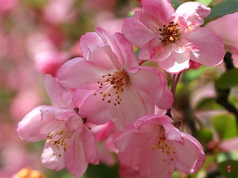 FROM THE GARDEN OF ZEN: Hana-kaido (Malus halliana) flowers in Engaku ...