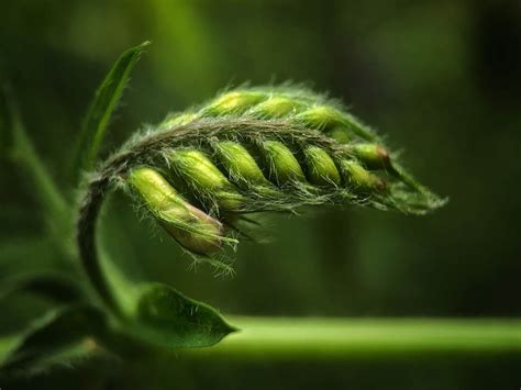 8 Tips For Fascinating Nature Macro Photography On iPhone