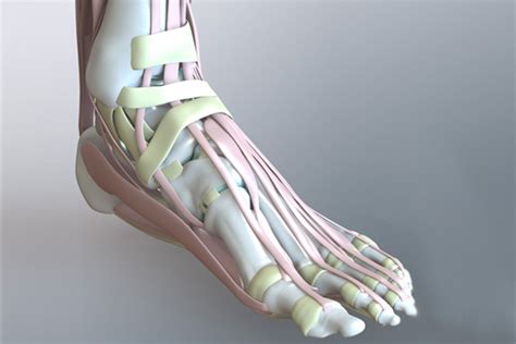 Zygote::Solid 3D Human Foot & Ankle Model | Medically Accurate | Anatomy