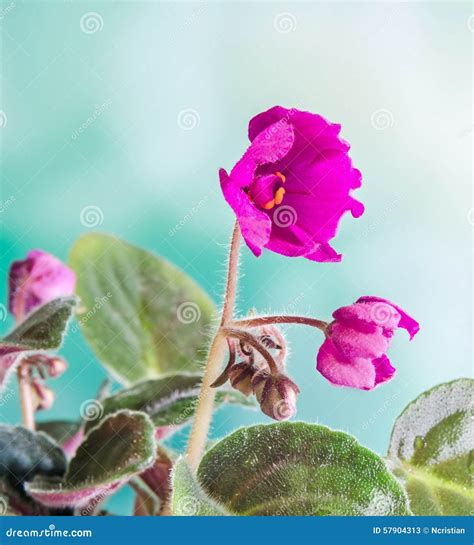 Violet Saintpaulias Flowers, Commonly Known As African Violets, Parma Violets, Close Up. Stock ...