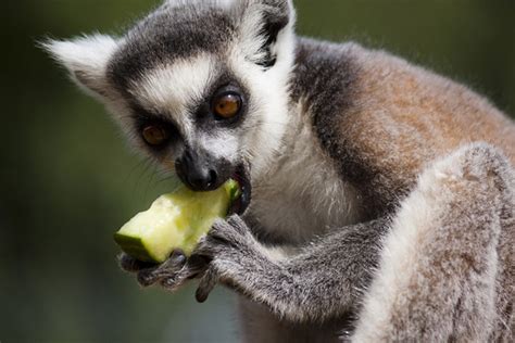 Ring-Tailed Lemur - Eating Some Cucumber | Flickr - Photo Sharing!