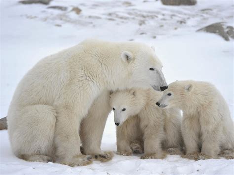 Polar Bear Cubs HD desktop wallpaper : Widescreen : High Definition ...