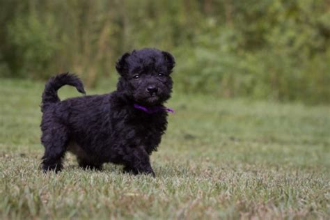 All About Pumi Dog Breed – Origin, Behavior, Trainability, Facts, Puppy ...