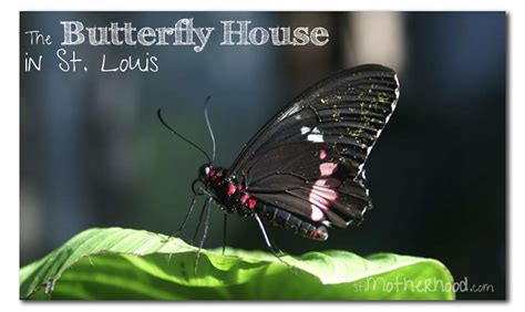 St. Louis A to Z: Botanical Garden, Butterfly House, Blueberry Hill & More