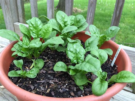 Spinach Growing Tips: How to Care and Grow Spinach in Containers - Quiet Corner