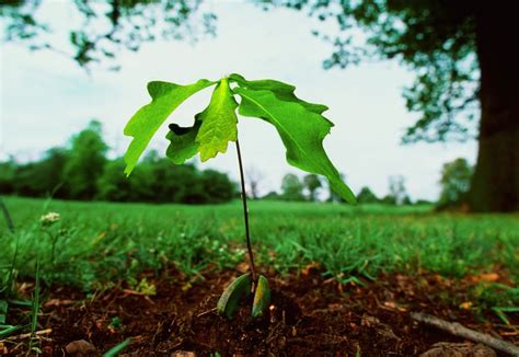 Collect and Plant an Acorn to Grow an Oak Tree