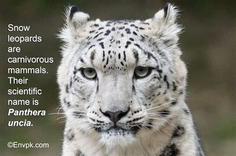 15 Interesting Cool Facts About Snow Leopards (In Pictures)