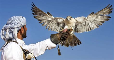 Falconry | Traditional and HeritageSymbol of the UAE