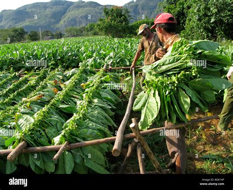 Harvesting tobacco leaves for cigar production at Pinar del Rio Stock Photo, Royalty Free Image ...