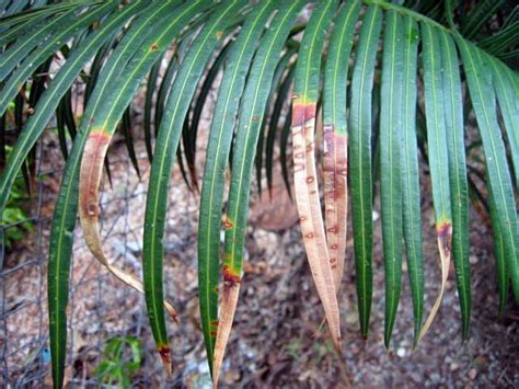 Crops > Trees, palms & pandanus > Palms & cycads > Cycads > Thrips & anthracnose, cycads ...