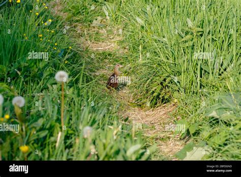 Crex habitat hi-res stock photography and images - Alamy