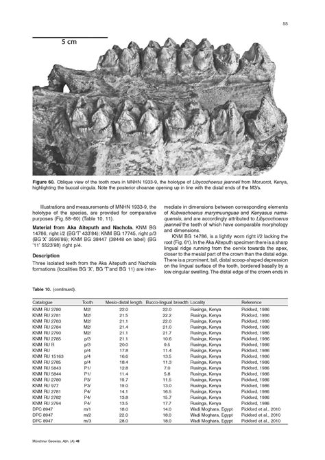 Revision of African Kubanochoerinae (Suidae: Mammalia) with descriptions of new fossils from the ...