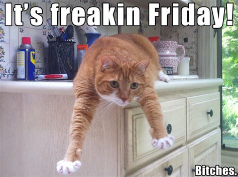 Freakin Friday | Mylo the Cat | Know Your Meme