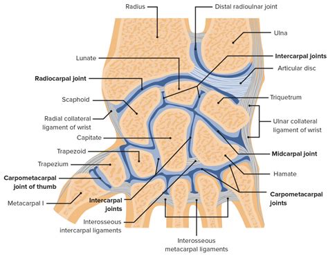 Wrist Joint: Anatomy | Concise Medical Knowledge