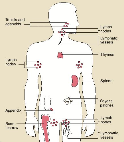 Body Mind Therapy: How Does Exercise and Massage Boost Immunity?