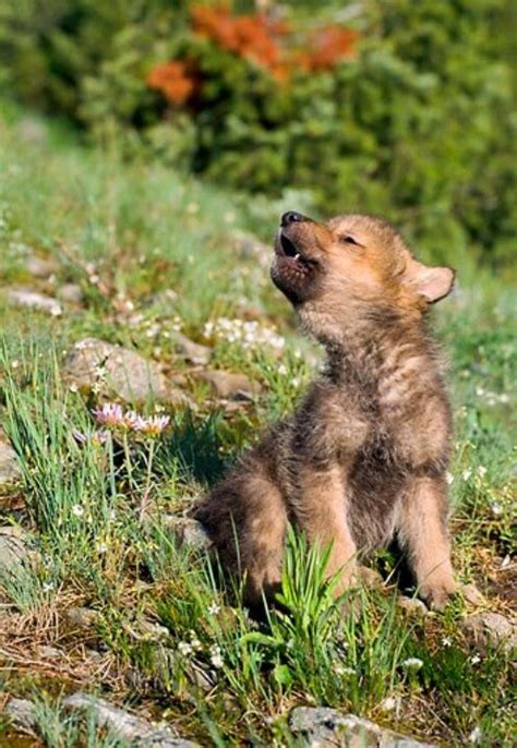 White Wolf : 15 Photos Of Adorable Howling Wolf Pups Will Make Your Day