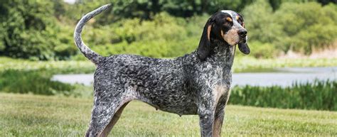 Are Bluetick Coonhounds Difficult To Train