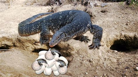 How Monitor Lizard Breeding And Laying Eggs - YouTube