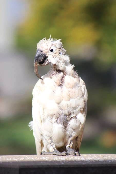Beak And Feather Disease - Tamborine Bulletin
