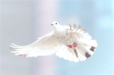 Dove Symbolism and Dove Meanings on Whats-Your-Sign