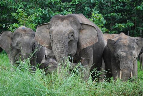 Borneo Elephant | The Biggest Animals Kingdom