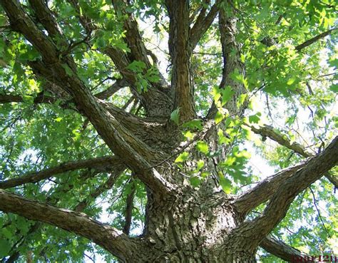 White Oak - Quercus alba - North American Insects & Spiders