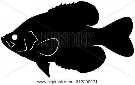 Black Crappie Vector Vector & Photo (Free Trial) | Bigstock