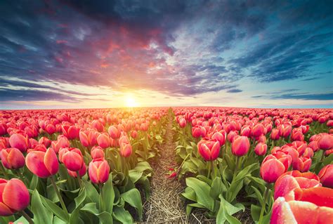 Famous Tulip Fields Ideas – Mdqahtani