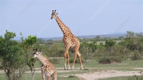 Giraffes, Kenya - Stock Video Clip - K007/3122 - Science Photo Library