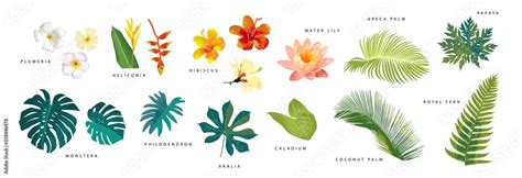 Set of vector realistic tropical leaves and flowers with names isolated ...