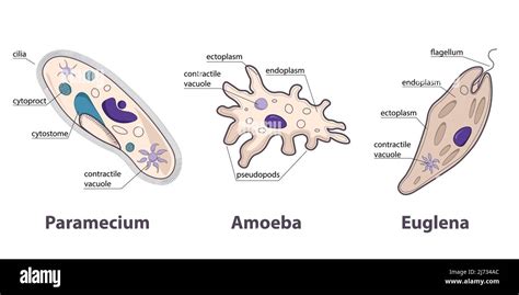 Amoeba Paramecium Model Plastic